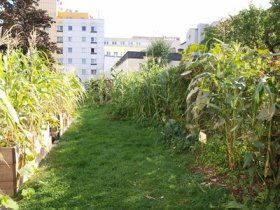 Ein Gemeinschaftsgarten soll im Linzer Stadtgebiet gestartet werden