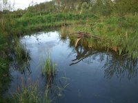 Der Teich ist das dreidimensionale Gegenstück zum Waldgarten